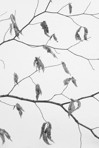 American Beech Leaves Frost Valley Catskill Mountains New York (1060579LUM)_.jpg